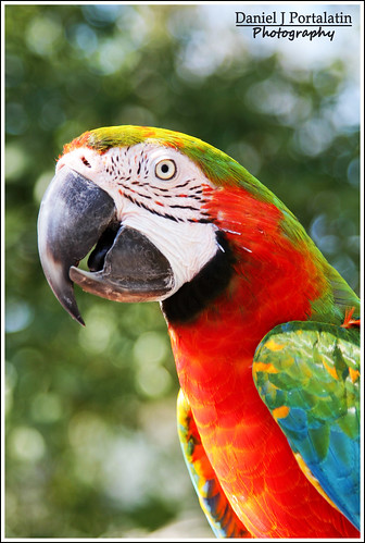 MaCaw Parrot