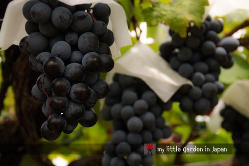 pione-grapes-from-japan