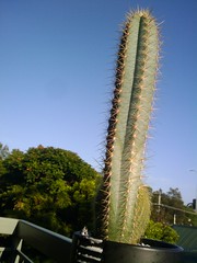 cactus against blue