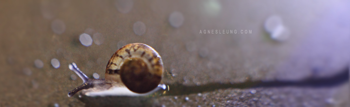 snail8