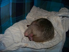 Sleeping baby tamandua