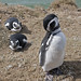 Pinguini di Magellano nel Parque Nacional Monte Leon