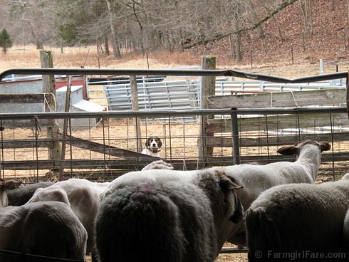 Bert on Sheep Shearing Day 13