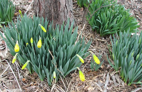 daffs are opening