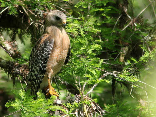 Red-shouldered Hawk 3-20110313