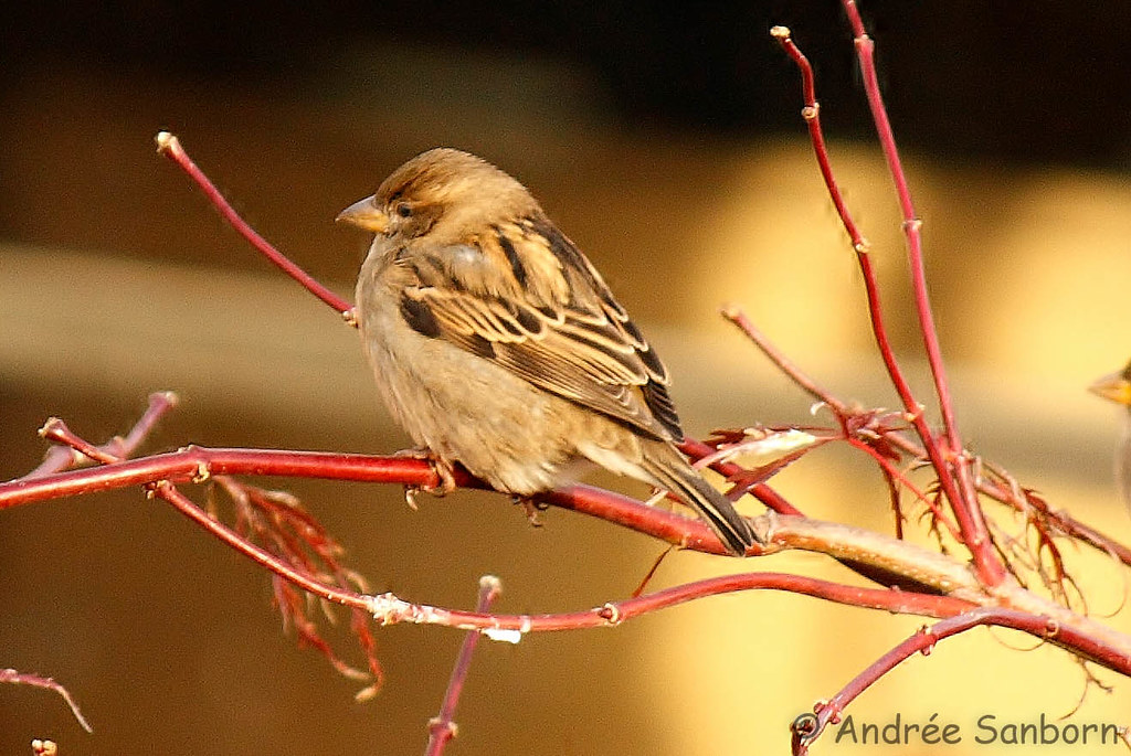 Connecticut sparrows  -19.jpg