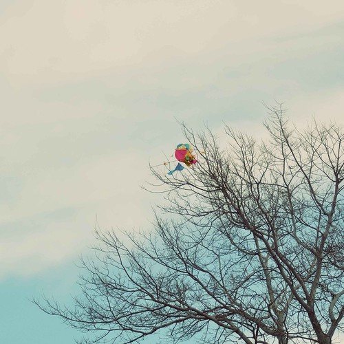 Kite stuck on Tree