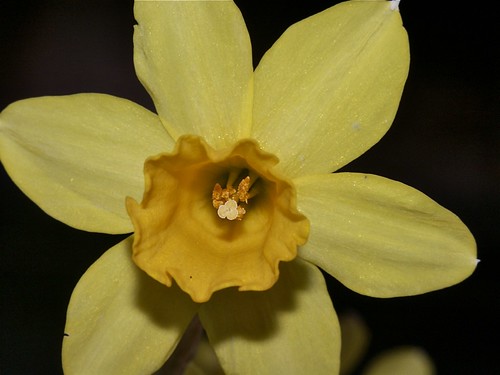 A Dilly of a Daffodil