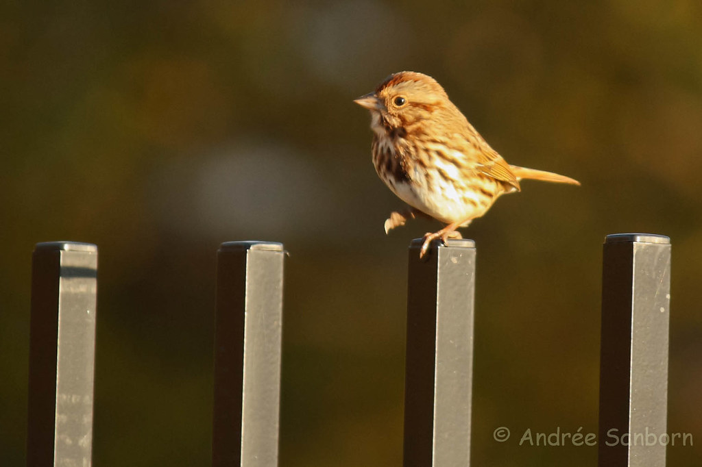 Song Sparrow (Melospiza melodia) (maybe)-13.jpg