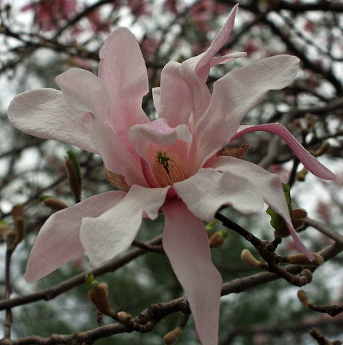 Messy Magnolia
