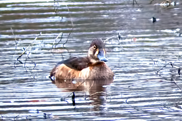 ring-necked female march 19