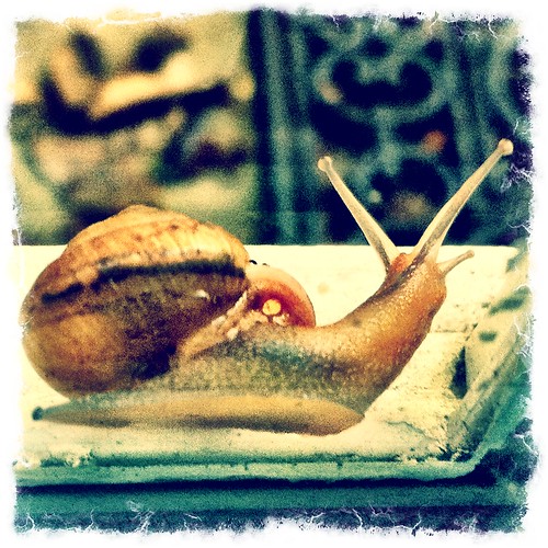 Snail (91/365) by elawgrrl