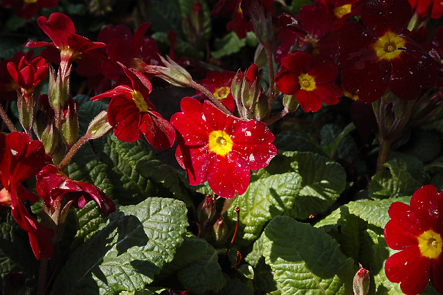 Missouri Botanical Garden (Shaw's Garden), in Saint Louis, Missouri, USA - red flowers