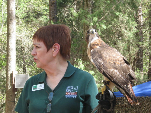A Volunteer Holding a Cooper's Hawk