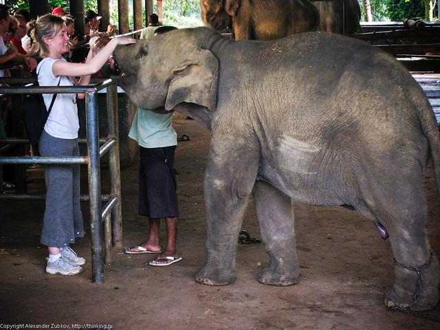 Девушка поит молоком слоненка