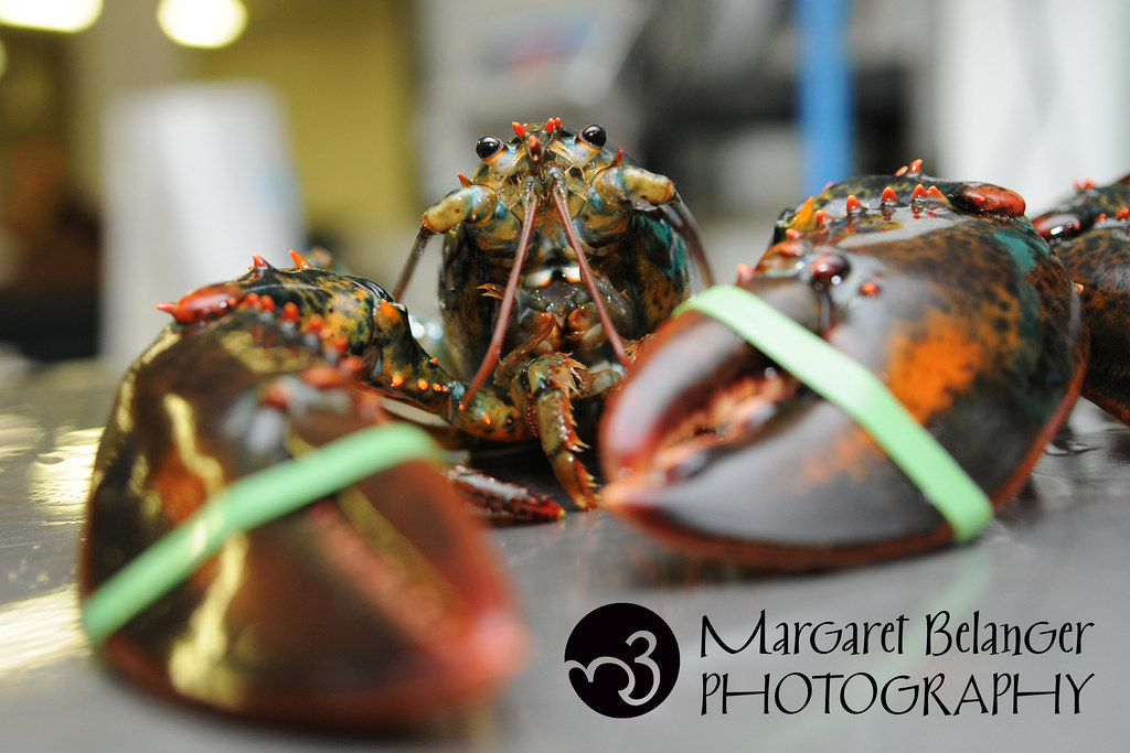 Captain Marden's Seafood - food photography