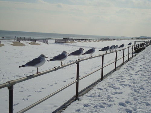 sea gull line up