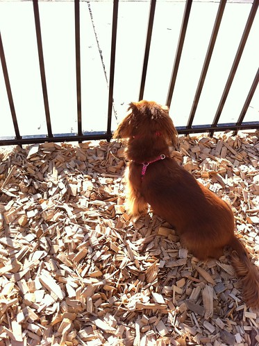 Lulu at the dog park