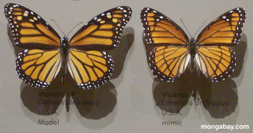 butterfly_mimics