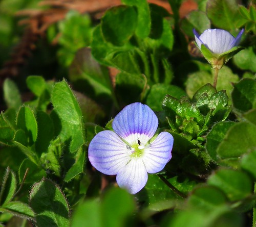 a Persian speedwell 犬ふぐり