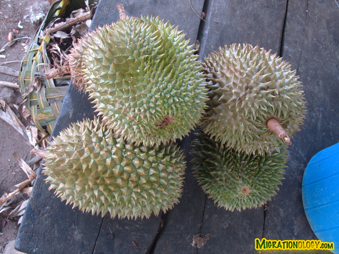 Durian in Zanzibar