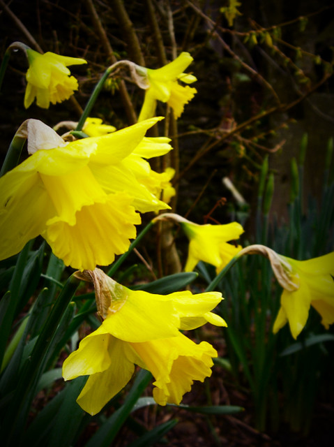 Day 274 - Daffs are Out
