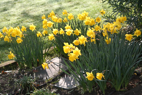 Neighbor's Daffodils