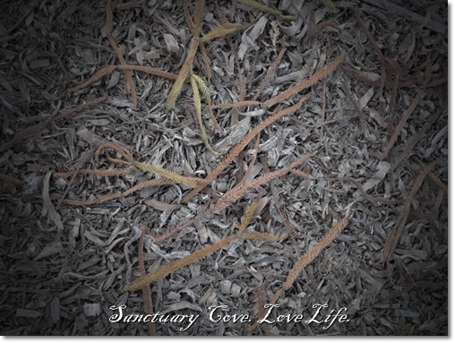 Sanctuary Cove - Love Life