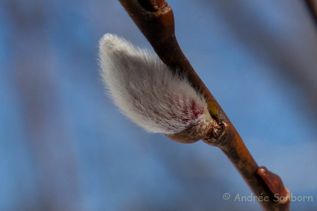 American Pussywillow on First Day of Spring -4.jpg