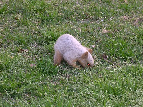 Dad's picture of an Albino Squirrel