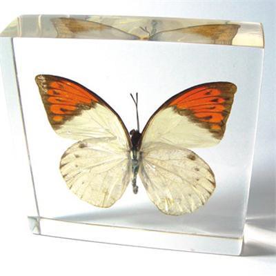 butterfly paper weight
