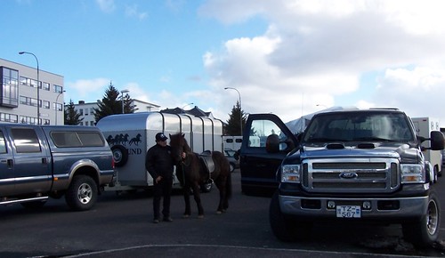 Icelandic Horse Festival
