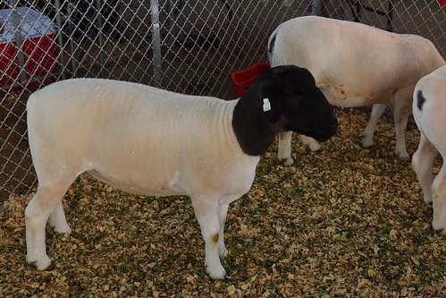 the dorper sheep   developed