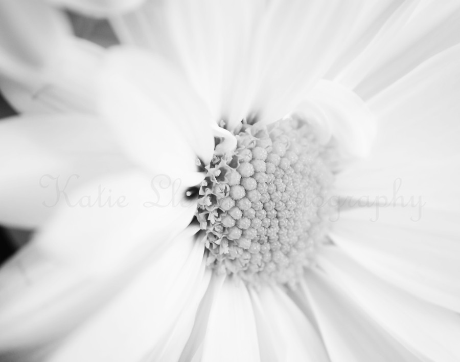 Daisy-black-and-white---11x
