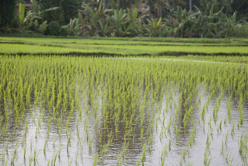 rice fields on hannoman