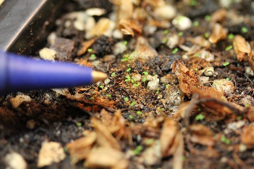 Sprouting Firecracker Begonia