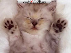 Adorable-Cats-Screensaver by KatePOI