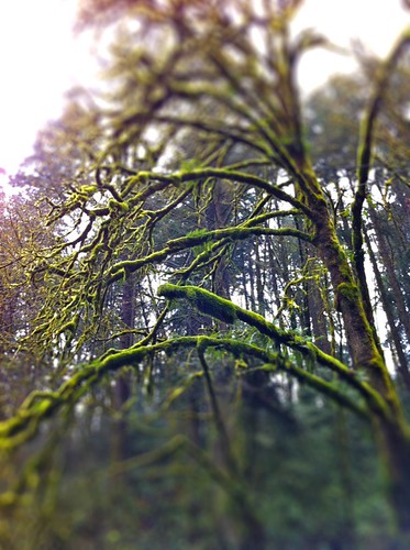 moss in the trees