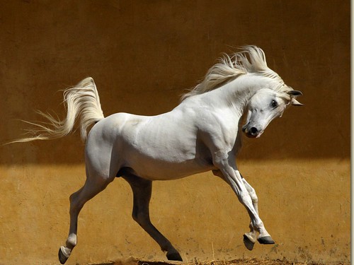 Wallpapers of Horses, these
