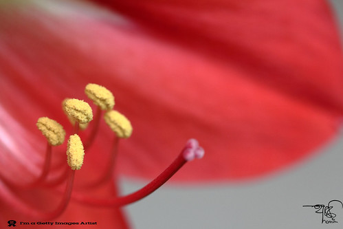 Red Lilly-Macro-4 by ** 5 9 5 0 3 6 **