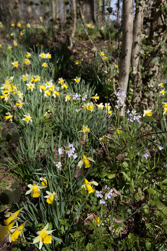 Wild Daffodils (Narcissus pseudonarcissus) and Cuckoo Flowers (Cardamine pratensis)