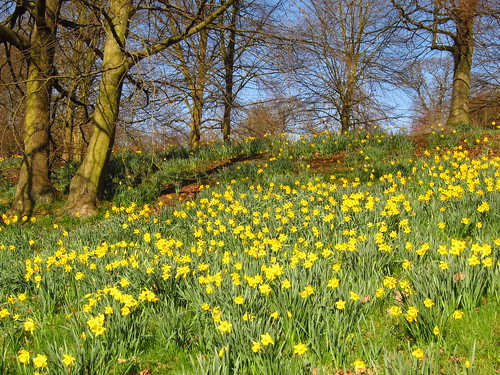 Daffodils at Kenwood House