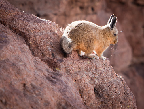 Viscacha On the Rocks