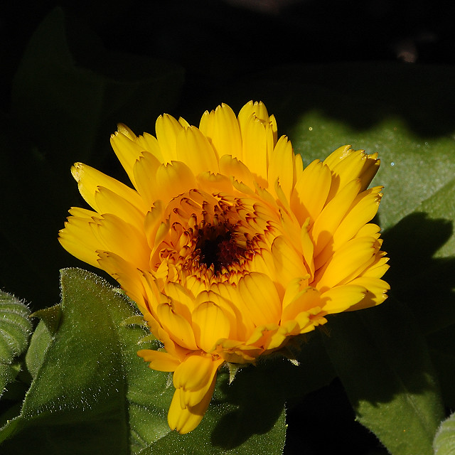 Missouri Botanical Garden (Shaw's Garden), in Saint Louis, Missouri, USA - yellow composite flower