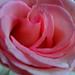 Mothers' Day Roses - 7
