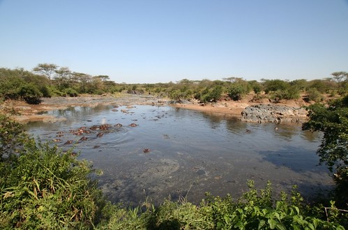 wide shot of hippo pool