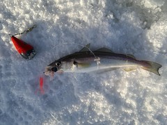 Saltwater Ice Fishing in Norway’s Fjords #7