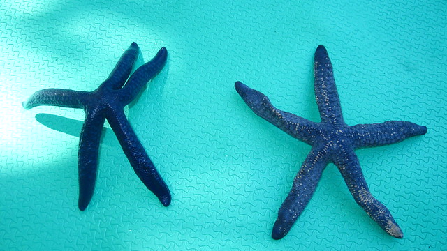 Found starfish, Tabula Nusa beach, West Papua