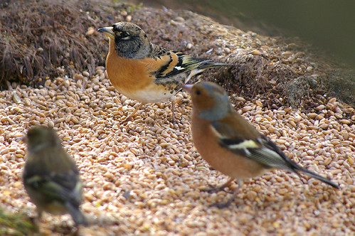 Brambling and Friends