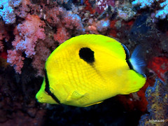 Yellow teardrop butterflyfish - Maldives